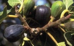 LSU Purple Fig Tree - 3 Gallon Pot -Garden Plant Seeds 10072 lsu purple fig