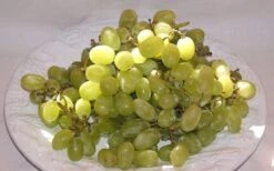 Thompson Seedless Grape Vine - 1 Gallon Pot -Garden Plant Seeds 10092 thompson seedless grape