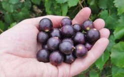 Noble Muscadine Grape Vine (Self Fertile) - 1 Gallon Pot 9 Noble Muscadine Grape Vine (Self Fertile) - 1 Gallon Pot -Garden Plant Seeds 10548 noble muscadine