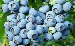 Powderblue Rabbiteye Blueberry - 1 Gallon Pot -Garden Plant Seeds 3591 powder blue blueberry 1