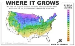 Dwarf Alberta Spruce 2-Ball Cone Topiary - 5 Gallon Pot -Garden Plant Seeds 3a 8a 5