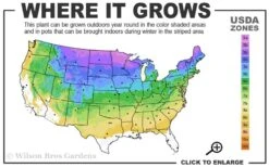 Cats Pajamas Catmint - 1 Gallon Pot 9 Cats Pajamas Catmint - 1 Gallon Pot -Garden Plant Seeds 3a 8b 17