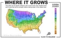 Lizard's Tail Swamp Lily (Saururus Cernuus) - 6 Pack Of 1 Gallon Pots -Garden Plant Seeds 3a 9b 10