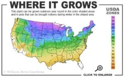 Grancy Graybeard - White Fringe Tree - 7 Gallon Pot (2-3') -Garden Plant Seeds 3b 9a 1