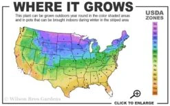 Spartan Juniper - 7 Gallon Pot (3-4') -Garden Plant Seeds 3b 9b 1