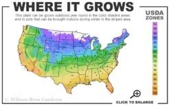 The Best Spearmint (Mentha Spicata 'Mint The Best)) - 6 Pack Of Pint Pots -Garden Plant Seeds 4a 11 5