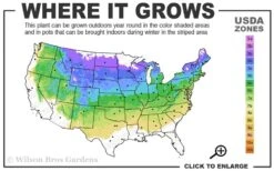 Vanderwolf's Pyramid Limber Pine (Pinus Flexilis) - 7 Gallon Pot -Garden Plant Seeds 4a 8a 7