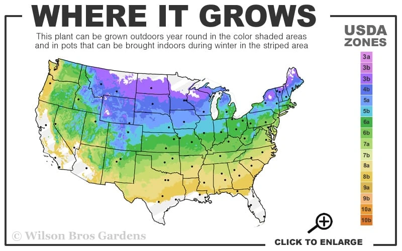 Bubblegum Blast Bee Balm (Monarda) - 1 Gallon Pot 5 Bubblegum Blast Bee Balm (Monarda) - 1 Gallon Pot - Image 3