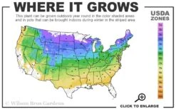 Gold Mop Threadleaf Cypress - 6 Pack Of 1 Gallon Pots -Garden Plant Seeds 4a 8b 40