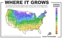 Highland Cream Creeping Thyme - 5 Pack Of Quart Pots -Garden Plant Seeds 4a 8b thumbnail