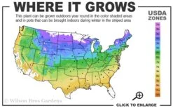 Climbing Hydrangea 'Petiolaris' - 1 Gallon Pot (2.5-3') -Garden Plant Seeds 4a 9a