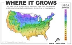 Endless Summer Hydrangea Original - 2 Gallon Pot 11 Endless Summer Hydrangea Original - 2 Gallon Pot -Garden Plant Seeds 4a 9b 10