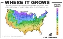 Adam's Courage Clematis - 1 Gallon Pot -Garden Plant Seeds 4a 9b thumbnail