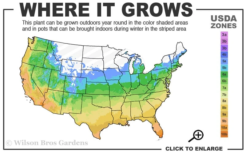 English Ivy (Hedera Helix) - 36 Pack Of 3.5" Pots 4 English Ivy (Hedera Helix) - 36 Pack Of 3.5" Pots - Image 3