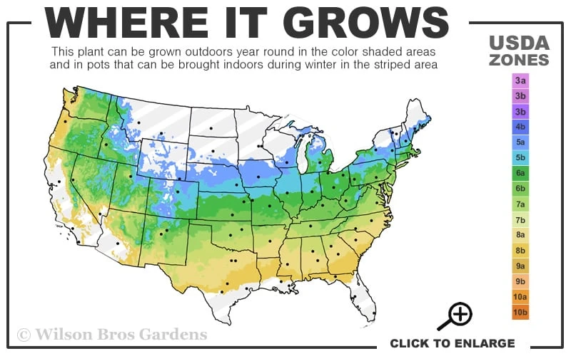 Chicago Luster Arrowwood Viburnum - 1 Gallon Pot 5 Chicago Luster Arrowwood Viburnum - 1 Gallon Pot - Image 3