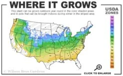 Fragrant Fountain Weeping Japanese Snowbell Tree - 5 Gallon Pot -Garden Plant Seeds 5a 8b 30