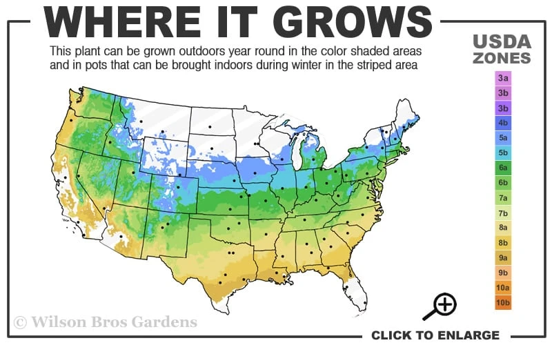 Lions Head Japanese Maple (Acer Palmatum 'Shishigashira') - 2.5 Gallon Pot 5 Lions Head Japanese Maple (Acer Palmatum 'Shishigashira') - 2.5 Gallon Pot - Image 3