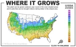 Amber Ghost Japanese Maple - 3 Gallon Pot 9 Amber Ghost Japanese Maple - 3 Gallon Pot -Garden Plant Seeds 5a 9a 24