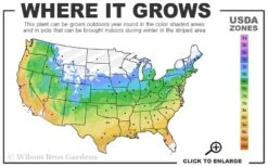 Baby Gem Boxwood - 7 Gallon Pot -Garden Plant Seeds 5a 9b 28