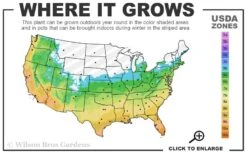 Silver Mist Sweetbay Magnolia - 3 Gallon Pot -Garden Plant Seeds 5b 11