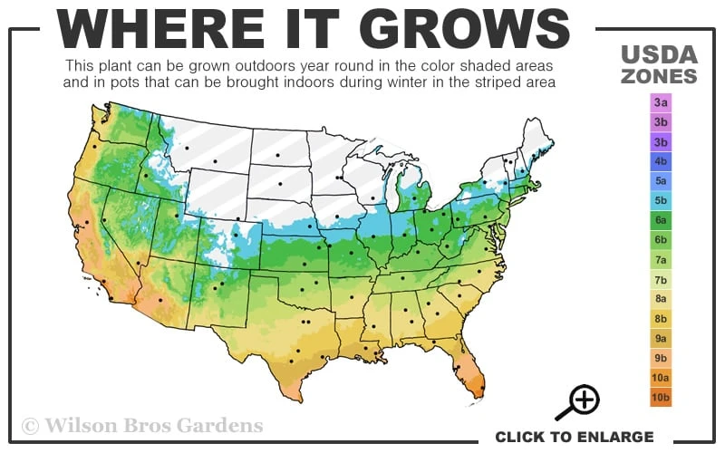 Creeping Lilyturf (Liriope Spicata) - 72 Pack Of 3.5" Pint Pots 5 Creeping Lilyturf (Liriope Spicata) - 72 Pack Of 3.5" Pint Pots - Image 3