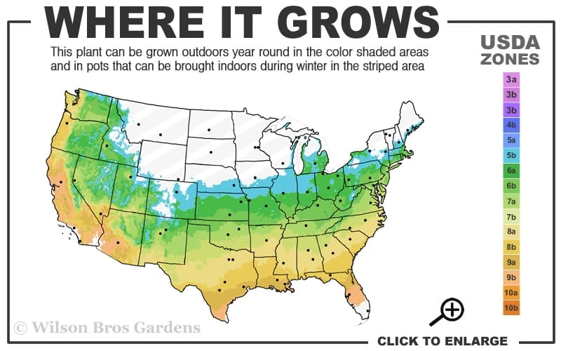 Graham Blandy Columnar Boxwood - 3 Gallon Pot 5 Graham Blandy Columnar Boxwood - 3 Gallon Pot - Image 3