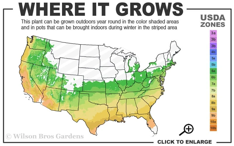 Chinese Snowball Viburnum Bush - 7 Gallon Pot (3-4') 5 Chinese Snowball Viburnum Bush - 7 Gallon Pot (3-4') - Image 3