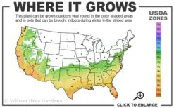 Russian 26 Cold Hardy Pomegranate - 1 Gallon Pot 11 Russian 26 Cold Hardy Pomegranate - 1 Gallon Pot -Garden Plant Seeds 6B 11