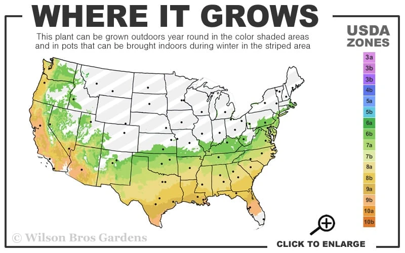 Spring Circus Camellia Japonica - 1 Gallon Pot 5 Spring Circus Camellia Japonica - 1 Gallon Pot - Image 3