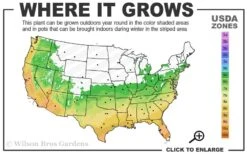 Snow Flurry Hardy Gardenia - 1 Gallon Pot -Garden Plant Seeds 6a 10a 1