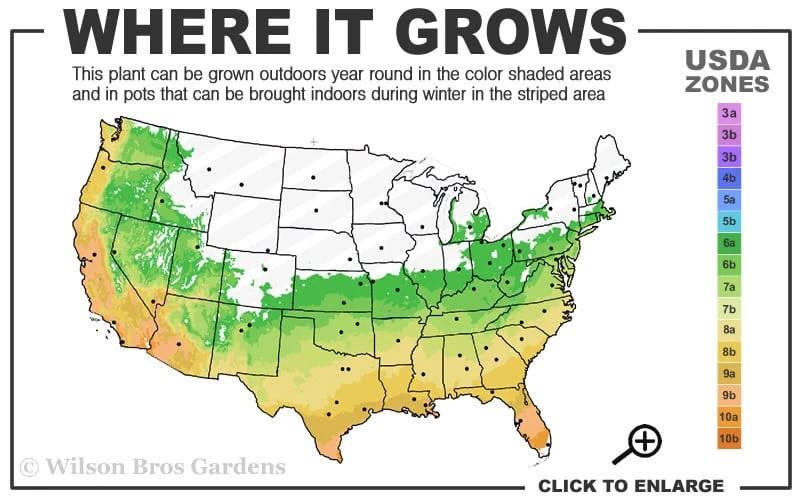 Winter's Snowman Camellia Hybrid - 5 Gallon Pot 5 Winter's Snowman Camellia Hybrid - 5 Gallon Pot - Image 3