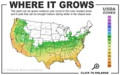 Summer Snow Gardenia - 3 Gallon Pot -Garden Plant Seeds 6a 10a