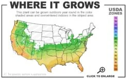 Pony Tails Mexican Feather Grass - Stipa Tennuissima - 6 Pack Of 1 Gallon Pots -Garden Plant Seeds 6a 10b 11