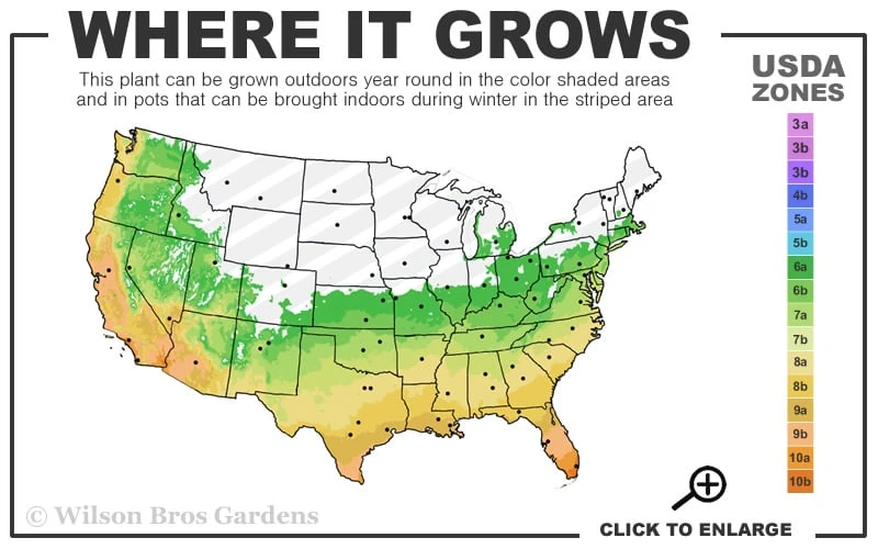 Temple Bamboo (Semiarundinaria Fastuosa) - 3 Gallon Pot (4-6'+) 5 Temple Bamboo (Semiarundinaria Fastuosa) - 3 Gallon Pot (4-6'+) - Image 3