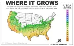 Gold Vivax Giant Timber Bamboo (Green Stripe Bamboo) - Phyllostachys Vivax 'Aureocaulis' - 3 Gallon Pot (2-4') -Garden Plant Seeds 6a 11 2