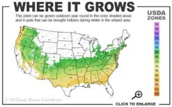 Variegated Boxwood (Buxus Sempervirens 'Aureovariegata') - 2 Gallon Pot - SALE -Garden Plant Seeds 6a 8b 11