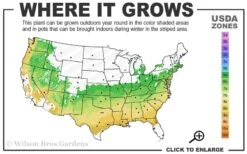 Taylor Pink Japanese Maple - 1 Gallon Pot -Garden Plant Seeds 6a 9a 8