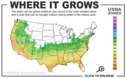 Red 'N Summer Japanese Maple - Acer Palmatum 'Hefner's Red' - 3 Gallon Pot 11 Red 'N Summer Japanese Maple - Acer Palmatum 'Hefner's Red' - 3 Gallon Pot -Garden Plant Seeds 6a 9b 98