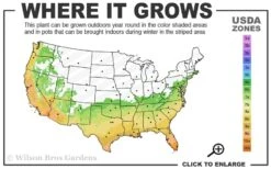 Blood Of China Fragrant Red Camellia Japonica - 3 Gallon Pot 8 Blood Of China Fragrant Red Camellia Japonica - 3 Gallon Pot -Garden Plant Seeds 6b 10b
