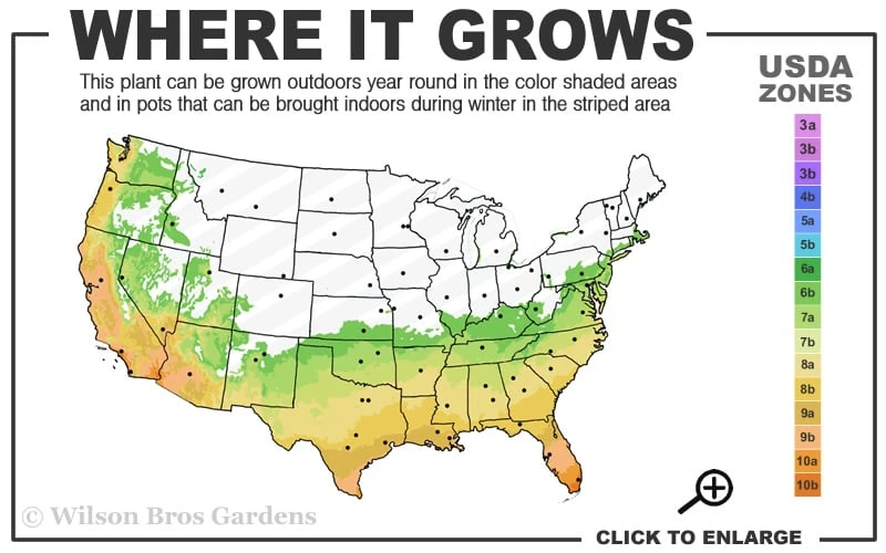 Fortune's Cold Hardy Tea Olive (Fragrant Osmanthus) - 1 Gallon Pot 5 Fortune's Cold Hardy Tea Olive (Fragrant Osmanthus) - 1 Gallon Pot - Image 3