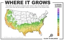 Big O Cold Hardy Eucalyptus Tree (Eucalyptus Neglecta) - 6 Pack Of 1 Gallon Pots -Garden Plant Seeds 6b 9b 20