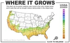 Pink Snow Camellia Sasanqua - 1 Gallon Pot 8 Pink Snow Camellia Sasanqua - 1 Gallon Pot -Garden Plant Seeds 7a 10a 2