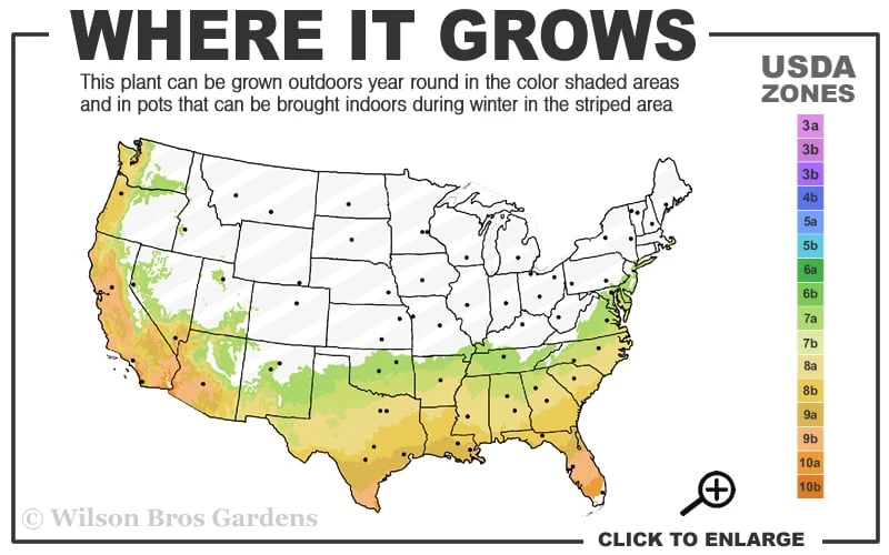 Tuskegee Crape Myrtle - 6 Pack Of 1 Gallon Pots 5 Tuskegee Crape Myrtle - 6 Pack Of 1 Gallon Pots - Image 3