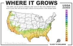 Funky Monkey Cold Hardy Eucalyptus Tree (Eucalyptus Parvula) - 3 Quart Pot -Garden Plant Seeds 7a 10b 116