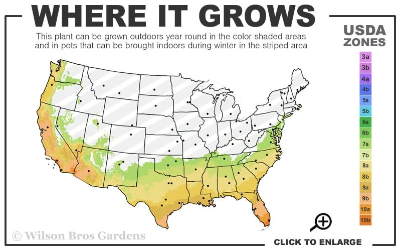 Pink Flush Variegated Tea Olive (Osmanthus Fragrans 'Yinbi Shuanghui') - 6 Pack Of 1 Gallon Pots 5 Pink Flush Variegated Tea Olive (Osmanthus Fragrans 'Yinbi Shuanghui') - 6 Pack Of 1 Gallon Pots - Image 3