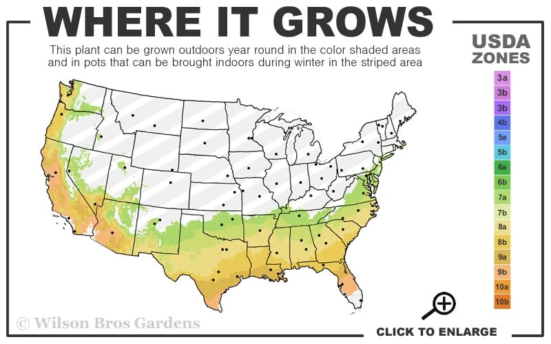 Carolina Sapphire Arizona Cypress - 3 Gallon Pot 5 Carolina Sapphire Arizona Cypress - 3 Gallon Pot - Image 3