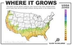 Moonlit Lace Viburnum - 3 Gallon Pot -Garden Plant Seeds 7a 9b thumbnail