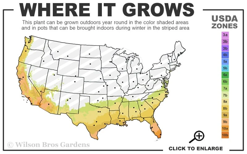 Katrinus Deluxe Lomandra - 1 Gallon Pot 5 Katrinus Deluxe Lomandra - 1 Gallon Pot - Image 3