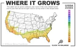 George L. Taber Southern Indica Azalea - 3 Gallon Pot -Garden Plant Seeds 7b 10b 4