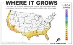 Variegated Pittosporum - Japanese Mock Orange - 1 Gallon Pot -Garden Plant Seeds 8a 11 44